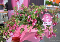 Natuurlijk was ook Ballerina te zien bij Dümmen Oange.